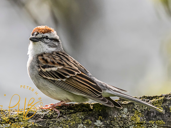 Indiana Birds and Wildlife 2024 5238-Edit