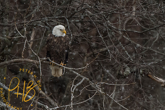 Bald Eagle 2014 0169