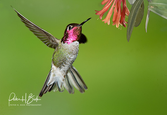 Anna's Hummingbird 1610-Edit