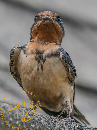 Indiana Birds and Wildlife 2025 7225-Edit
