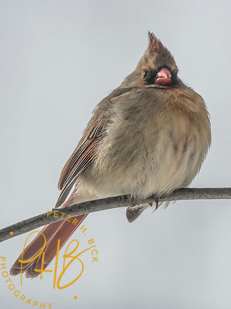 Indiana Birds and Wildlife 2025 2235-Edit