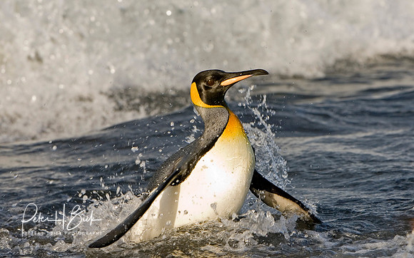 Antarctica 2-06 4689pc8x10