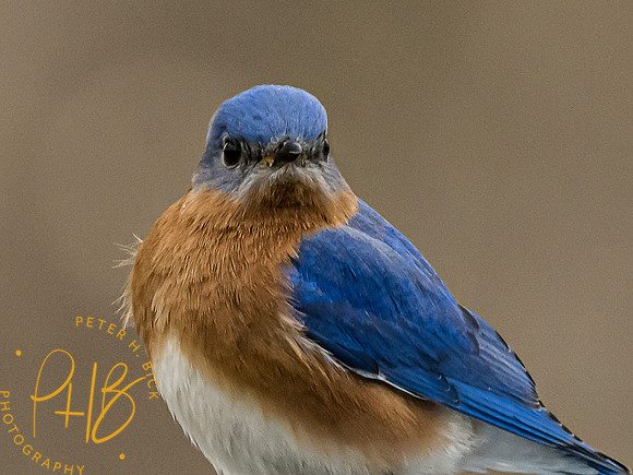 -Indiana Birds and Wildlife 2022 3163-Edit