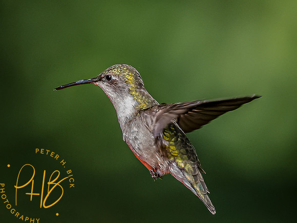 -Indiana Birds and Wildlife 2022 6181-Edit-Edit-Edit