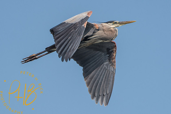 2014 Eagle Creek Birds 0008