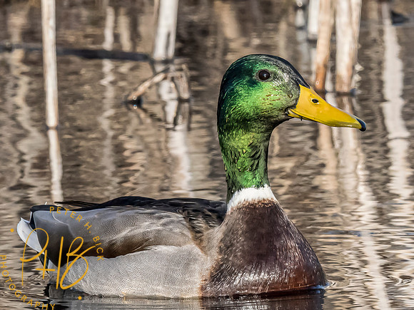 Indiana Birds and Wildlife 2025 1864-Edit