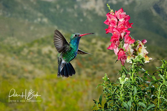Broad-Billed Hummingbird 1371-Edit