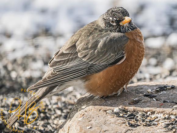 Indiana Birds and Wildlife 2025 0978-Edit