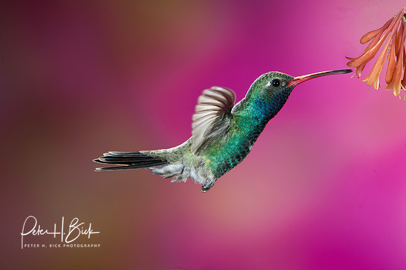 Broad-Billed Hummingbird 1572-Edit