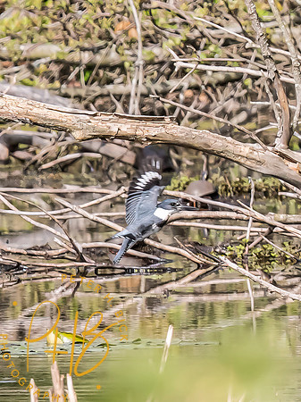 Indiana Birds and Wildlife 2024 5481-Edit