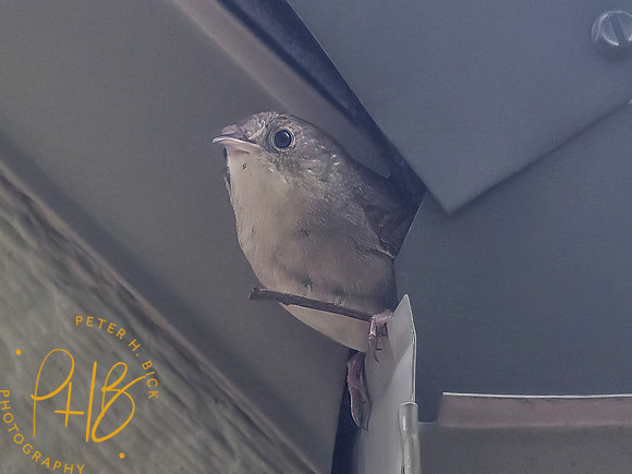 Indiana Birds and Wildlife 2025 6937-Edit-Edit