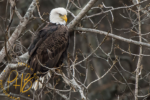 Bald Eagle 2014 0009