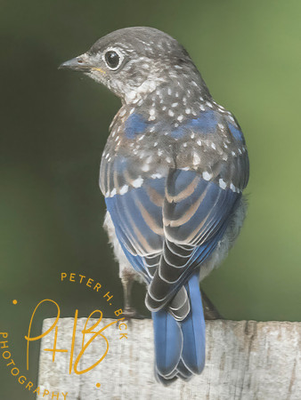 Indiana Birds and Wildlife 2025 8016-Edit