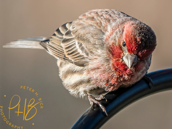 Indiana Birds and Wildlife 2025 0022-Edit