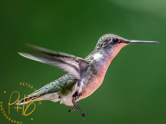 -Indiana Birds and Wildlife 2022 6230-Edit-Edit
