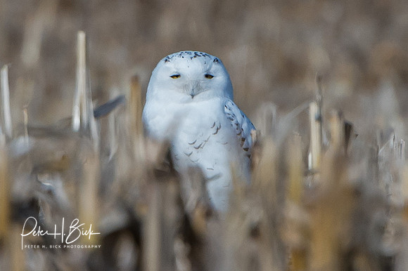 Snowy Owl 2014 0072