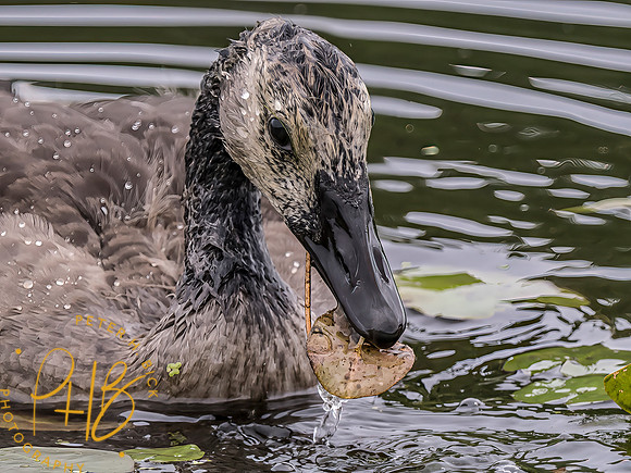 Indiana Birds and Wildlife 2025 7138-Edit-Edit