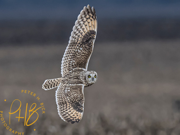 Indiana Birds and Wildlife 2024 1687-Edit