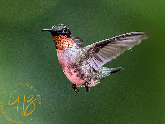 -Indiana Birds and Wildlife 2022 6113-Edit-Edit