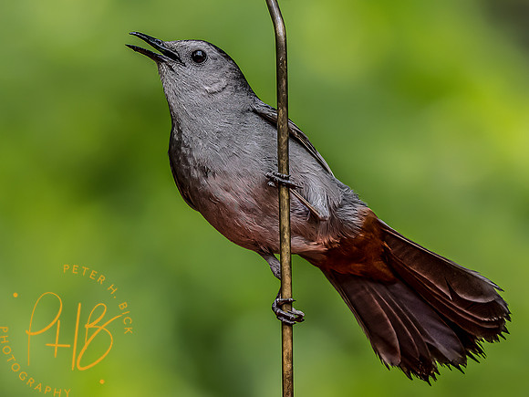 -Indiana Birds and Wildlife 2022 5078-Edit-Edit