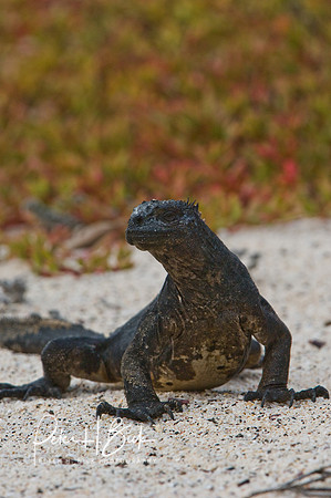 Galapagos 11-07 0598