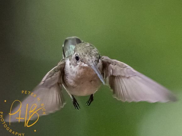 Indiana Birds and Wildlife 2025 9735-Edit