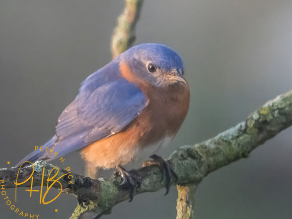 Indiana Birds and Wildlife 2025 4430-Edit
