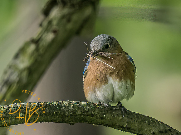 -Indiana Birds and Wildlife 2022 4851-Edit-Edit