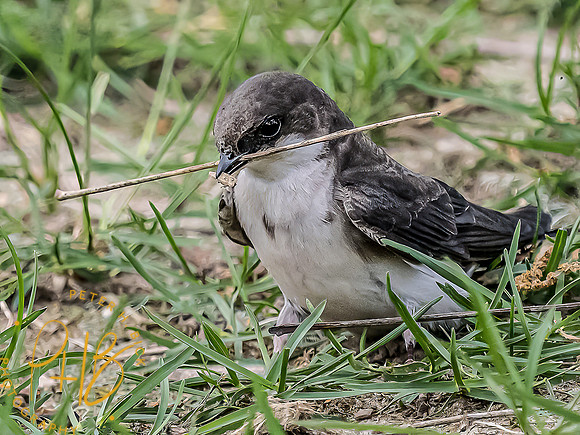 -Indiana Birds and Wildlife 2022 4570-Edit-Edit