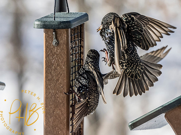 Indiana Birds and Wildlife 2025 0837-Edit