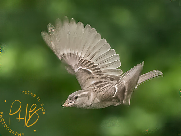 Indiana Birds and Wildlife 2025 7726-Edit-Edit