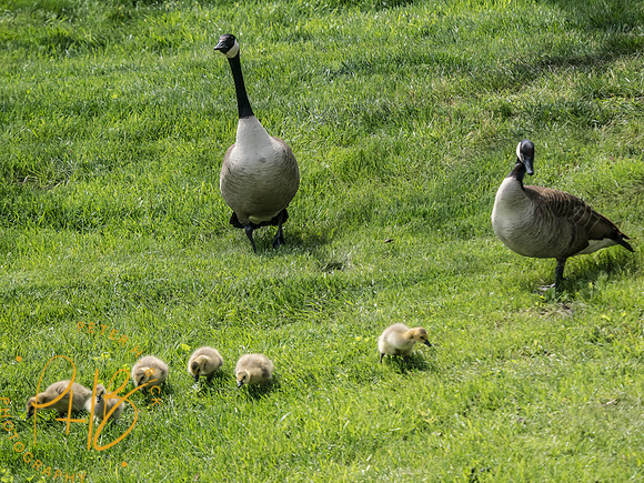 Indiana Birds and Wildlife 2025 4873-Edit