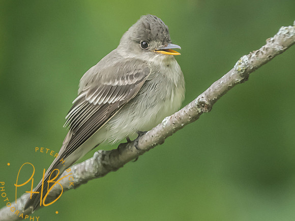 Indiana Birds and Wildlife 2025 6540-Edit-Edit