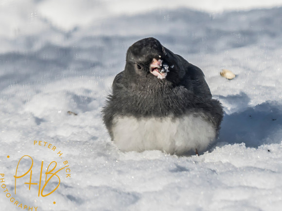 Indiana Birds and Wildlife 2025 0244-Edit