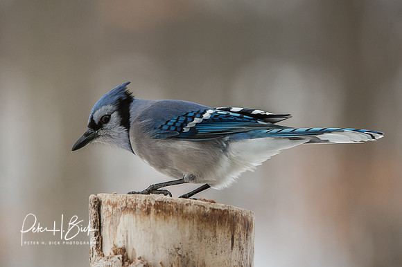 Zionsville Birds 2015 0059