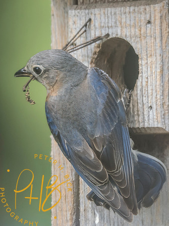 Indiana Birds and Wildlife 2025 7638-Edit