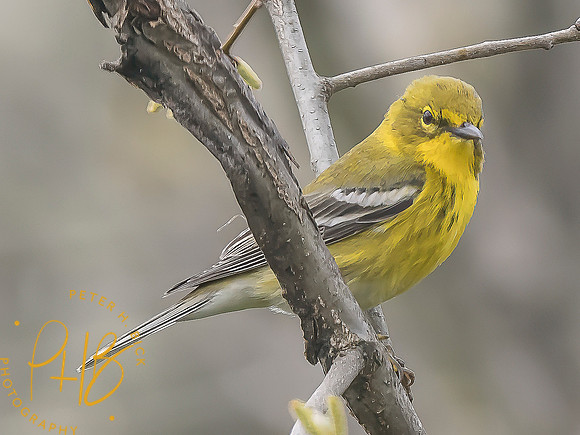 Indiana Birds and Wildlife 2025 4371-Edit