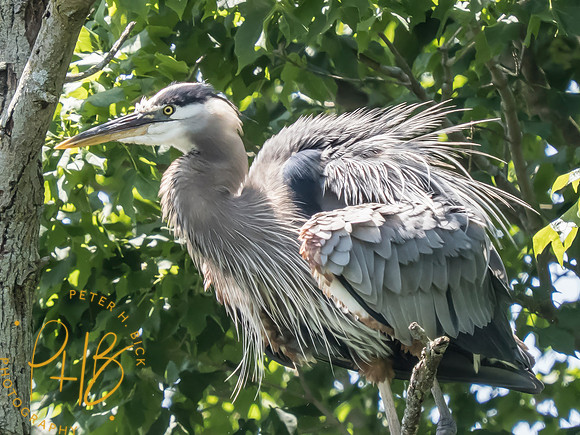 Indiana Birds and Wildlife 2025 7915-Edit