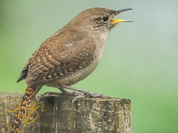Indiana Birds and Wildlife 2025 6024-Edit-Edit