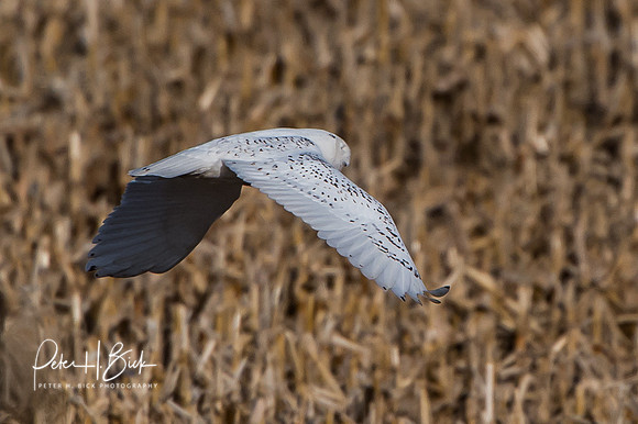 Snowy Owl 2014 0160
