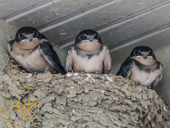 Indiana Birds and Wildlife 2025 7363-Edit