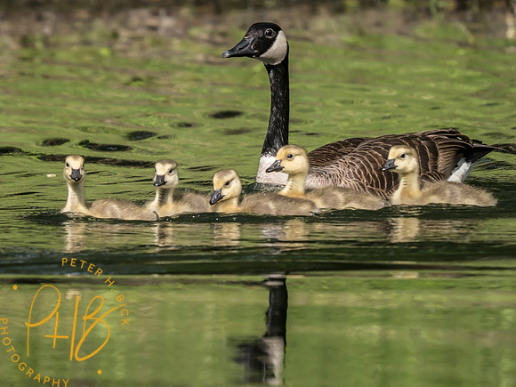 Indiana Birds and Wildlife 2025 6180-Edit