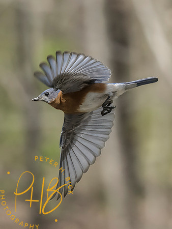 Indiana Birds and Wildlife 2025 4292-Edit