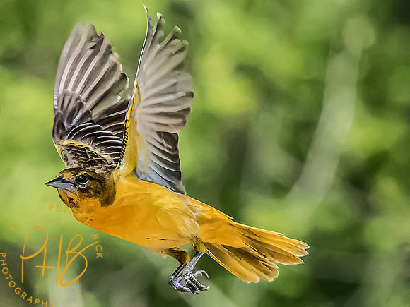 -Indiana Birds and Wildlife 2022 4331-Edit-Edit