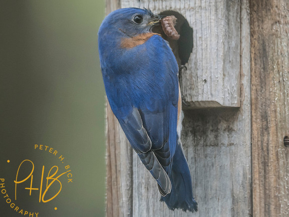 Indiana Birds and Wildlife 2025 4333-Edit