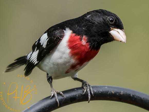 Indiana Birds and Wildlife 2025 4481-Edit