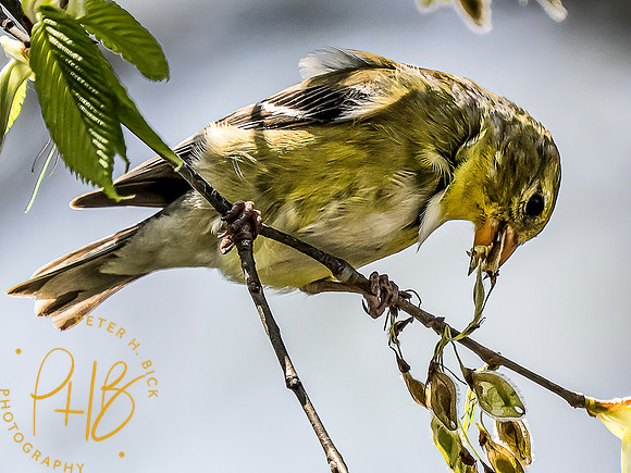 -Indiana Birds and Wildlife 2022 3952-Edit-Edit