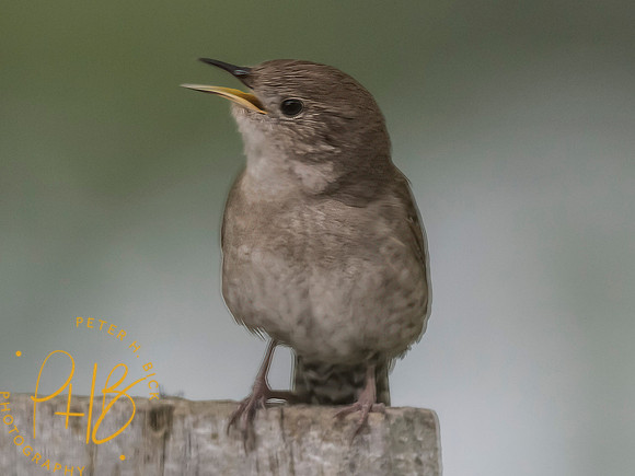 Indiana Birds and Wildlife 2025 6386-Edit