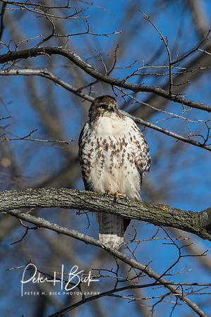 Zionsville Birds 2015 0410