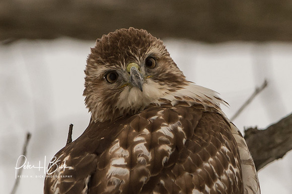 Zionsville Birds 2015 0179